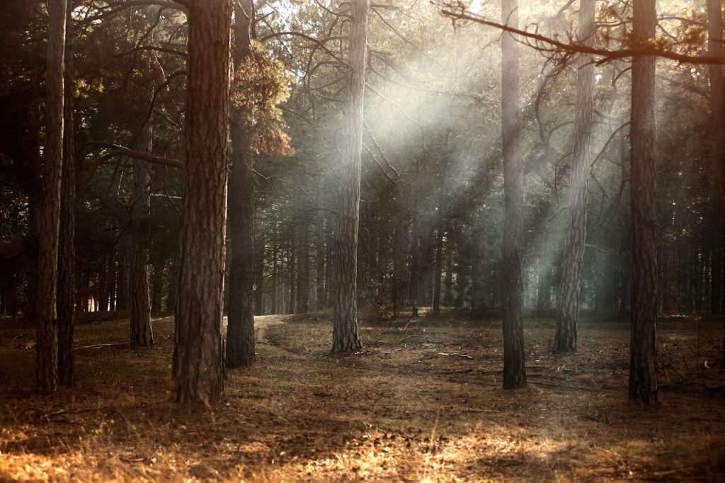 Sunlight streaming through foggy woodland in autumn, Kherson, Ukraine.