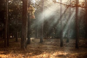 Sunlight streaming through foggy woodland in autumn, Kherson, Ukraine.